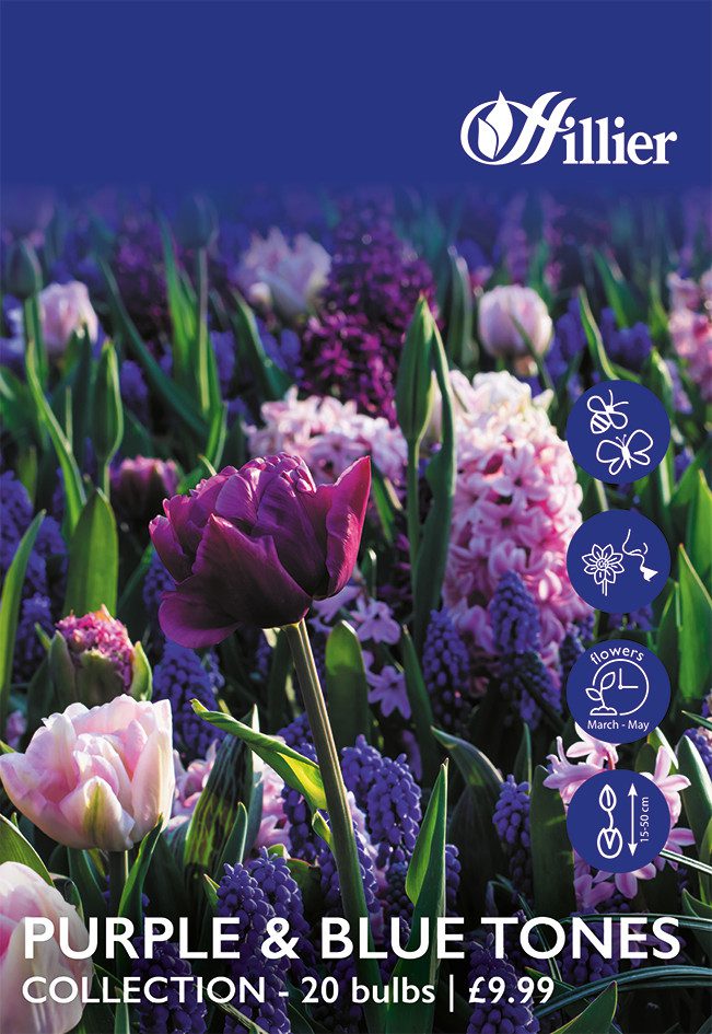 8718641999851 1 Purple Blue Tones Collection Bulbs.jpg